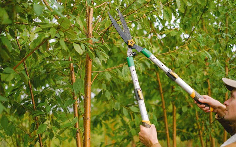 Tree trimming in Olin, IA